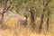 Portrait of lesser kudu in the thickets of Meru. Kenya, Africa