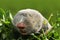 Portrait of a lesser mole rat