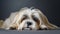 Portrait of Lhasa Apso dog facing the camera. Studio portrait.