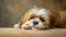 Portrait of Lhasa Apso dog facing the camera. Studio portrait.