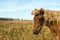 Portrait of a light brown Icelandic horse in a nature reserve