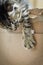 Portrait of a light brown striped one month old kitten running away from the box and advancing one paw on the edge, shallow depth