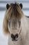 Portrait of light and dark brown Icelandic horse