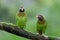 Portrait of light green parrot with brown head, Brown-hooded Parrot,