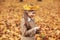 Portrait liitle cute girl with crown of leaves in autumn park