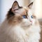 Portrait of a lilac point Ragdoll cat sitting in a light room beside a window. Closeup face of a beautiful Ragdoll cat at home.
