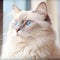 Portrait of a lilac point Ragdoll cat sitting in a light room beside a window. Closeup face of a beautiful Ragdoll cat at home.