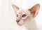 Portrait of Lilac Point Siamese Cat