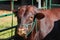 Portrait of a Limousin cattle bull