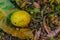 portrait of Limus mango fruit