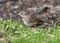 Portrait of a Lincoln`s Sparrow on ground.