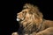 Portrait lion on the black. Detail face lion. Hight quality portrait lion. Portrait from animal