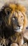 Portrait of a lion. Botswana. Okavango Delta.