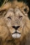 Portrait of a lion. Botswana. Okavango Delta.