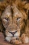 Portrait of a lion. Close-up. Uganda. East Africa.