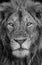 Portrait of a lion. Close-up. Uganda. East Africa.
