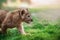 Portrait Of A Lion Cub