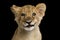 Portrait of Lion Cub