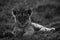 A portrait of a Lion cub at Masai Mara grassland, Kenya