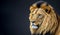 Portrait of lion on dark background. Menacing stare African lion. Portrait African lion on black background. Wild cats background