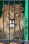 Portrait of a lion with an impressive placid look