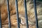 Portrait of a lion with an impressive placid look