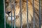 Portrait of a lion with an impressive placid look