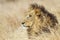 Portrait of a lion in Kruger National park, South Africa