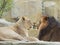 Portrait of lion and lioness, funny relationship, focused on the lioness, female one