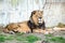 Portrait Lion (Panthera leo) resting