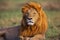 Portrait of Lion Romeo II in Masai Mara