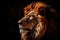 Portrait of a lion,side view in dark background