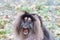 Portrait of a Lion-tailed macaque (Macaca silenus) agressive