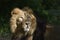 Portrait of a lion , Wildlife animal