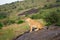 Portrait of lioness