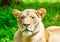 Portrait of a lioness. Animal in close-up.