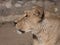 Portrait lioness basking in the warm sun after dinner