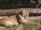 Portrait lioness basking in the warm sun after dinner