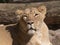 Portrait lioness basking in the warm sun after dinner