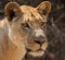 Portrait of a lioness. Botswana. Okavango Delta.