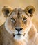 Portrait of a lioness. Close-up. Kenya. Tanzania. Maasai Mara. Serengeti.