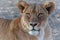 Portrait of a lioness in the late afternoon in Mashatu Game Reserve