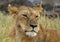 Portrait of a Lioness, Masai Mara