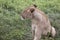 Portrait of lioness, Ngorongoro Crater, Tanzania