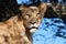 Portrait of lioness over a tree