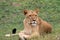 Portrait lioness poses