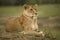 Portrait of a lioness relaxing on grass in a park in Africa