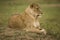 Portrait of a lioness relaxing on grass in a park in Africa