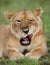 Portrait of a lioness, which lies on the grass. Close-up. Uganda.