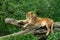 Portrait of a lioness who is resting on a tree trunk